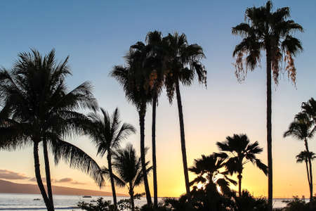 Palm trees against Maui sunset in Hawaiiの写真素材