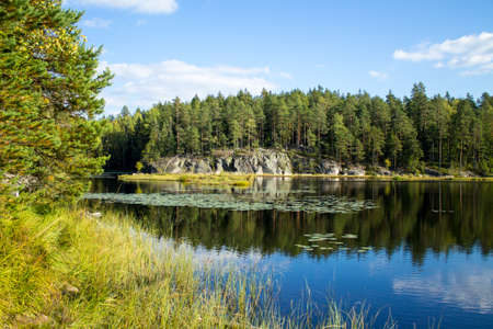 Beautiful forest pond reflections on a sunny dayの写真素材