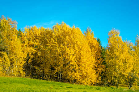 Bright yellow autumn forest against the clear blue skyの写真素材