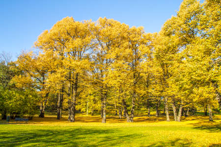 Yellow trees in the grassy autumn parkの写真素材