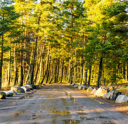 Low morning light shining to a wet dirt road going through a forest