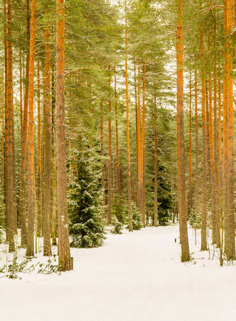 Cross country skiing path in the pine wood forest portraitの写真素材