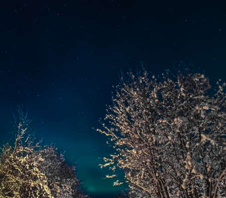 Snowy trees in the nordic winter night against the blue and green starry skyの写真素材