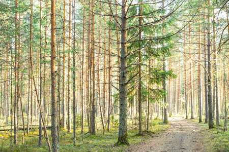 Low evening light shining through a beautiful virgin forestの写真素材