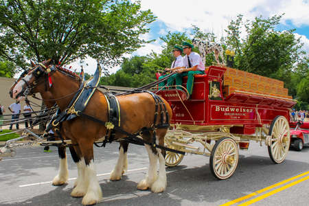 WASHINGTON DC USA  July 4.2013. Budweiser Clydesdales getting ready to participate to the 4th of July parade in Washington DCのeditorial素材
