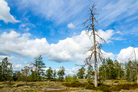 Rocky landscape with a dead pine against the beautiful blue skiesの写真素材