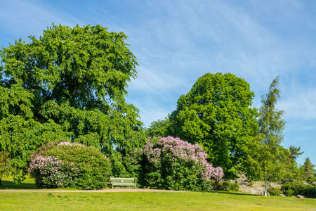 Park view with a bench surrounded by lilac bushesの写真素材