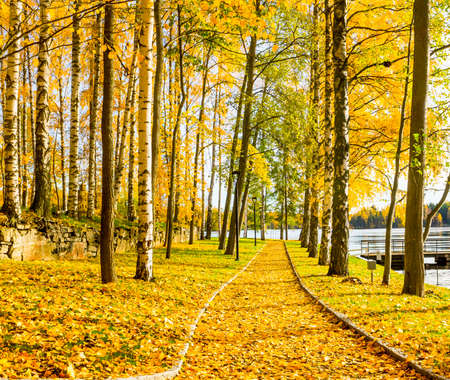 Footpath by the lake covered with beautiful  yellow autumn leavesの写真素材