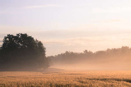 Foggy wheatfield in the morning sun with vintage effect addedの写真素材