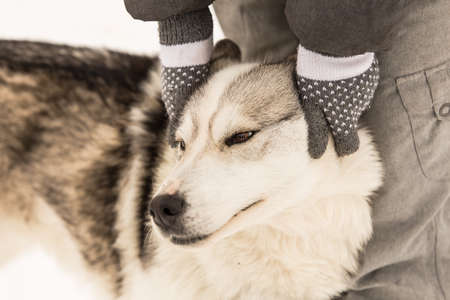A husky in Finnish Lapland enjoys human attencion.の写真素材