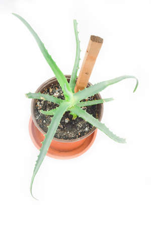 aloe in a pot on a white backgroundの写真素材