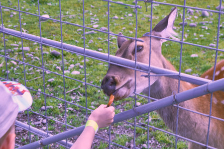 feeding a little deer at the zoo High quality photoの写真素材