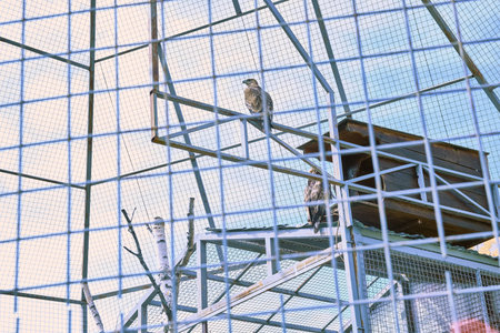 Bird of prey in a cage against a blue sky.High quality photoの写真素材