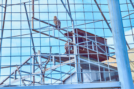 Bird of prey in a cage against a blue sky.High quality photoの写真素材