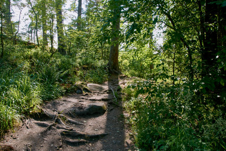 A path in the forest illuminated by the sun.の写真素材