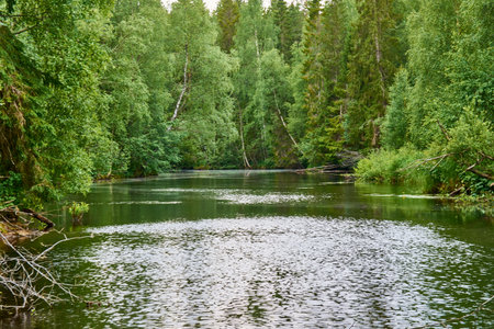 A small forest lake among the trees. High quality photoの写真素材
