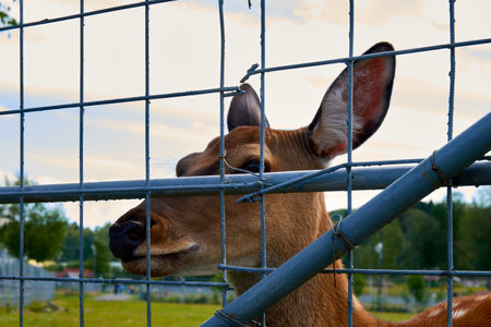 feeding a little deer at the zoo High quality photoの写真素材