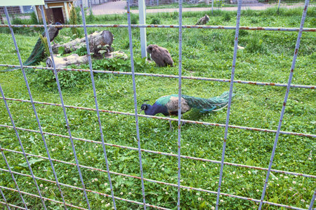 peacocks in the zoo walk on the green grassの写真素材