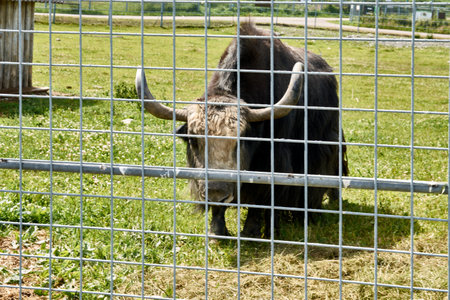 big black domestic yak with horns in zooの写真素材