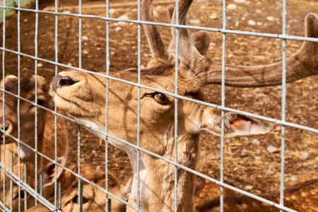 A maral in a petting zoo stuck its muzzle outの写真素材