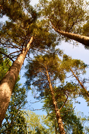 pine trees against the blue sky. High quality photoの写真素材