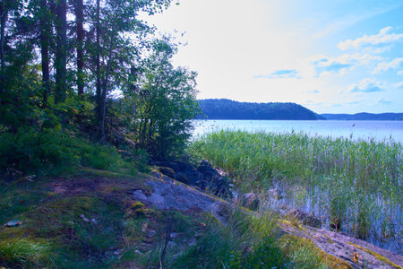 Landscape forest near the lake and grass in the water. High quality photoの写真素材