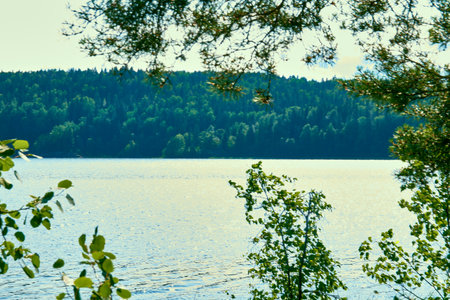 Landscape forest near the lake and grass in the water. High quality photoの写真素材