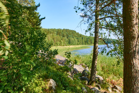 Landscape forest near the lake and grass in the water. High quality photoの写真素材