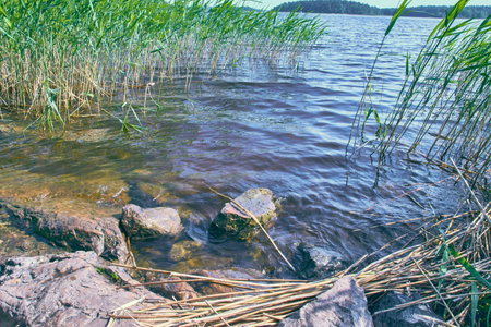 Landscape near the lake and grass in the water. High quality photoの写真素材