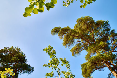 pine trees against the blue sky. High quality photo