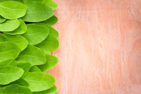 leaves and moringa powder, super food and natural medicine, Moringa oleifera.の写真素材