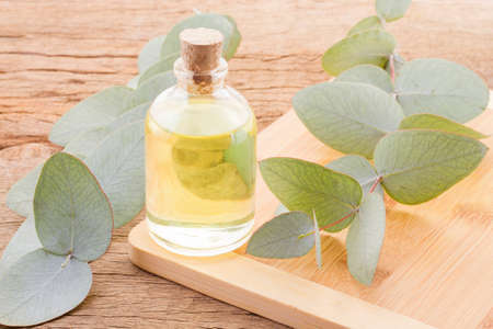 oil and eucalyptus leaves on the wooden table - Eucalyptus degluptaの写真素材