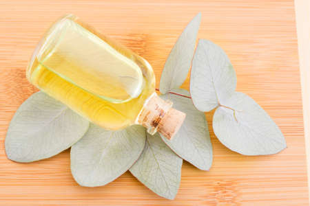 oil and eucalyptus leaves on the wooden table - Eucalyptus degluptaの写真素材