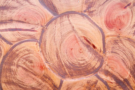 texture of tranversale cuts of tree trunksの写真素材