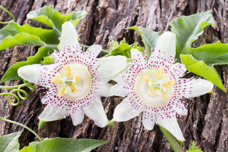 Passiflora flower, fruit of passion on wooden background.の写真素材