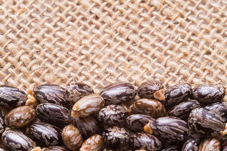 Castor oil and seeds, Ricinus communisの写真素材