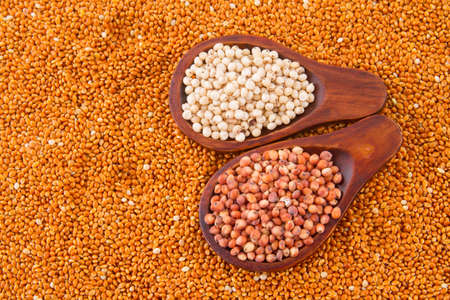 grains of red and white sorghum (Sorghum).の写真素材
