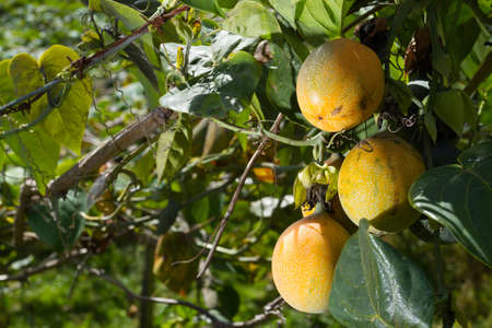 cultivation of fruits of passion, granadilla.の写真素材