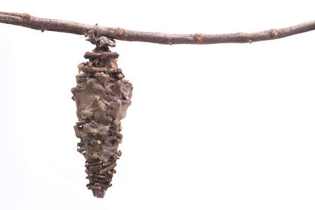 nocturnal butterfly chrysalis on white background.の写真素材