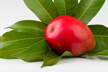 mango fruit isolated on white backgroundの写真素材