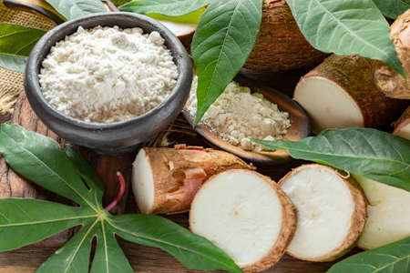 Raw yucca starch on the wooden table - Manihot esculenta..の写真素材