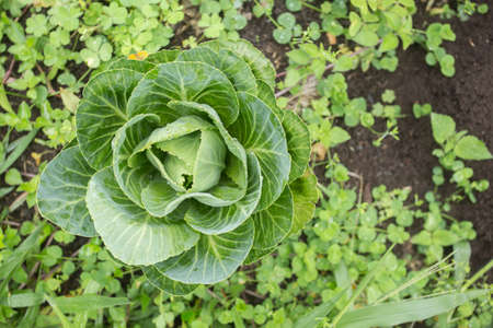Cabbage in home garden (Brassica oleracea)の写真素材