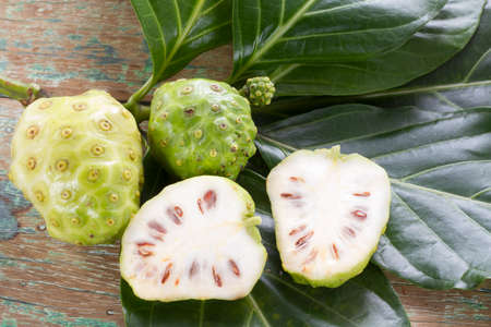 Noni fruits on the table, Morinda citrifolia.の写真素材