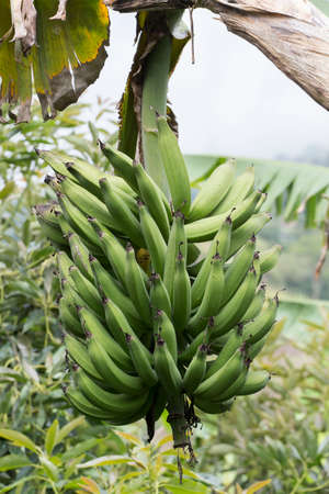 Bunch of green male banana in the crop - Musaの写真素材