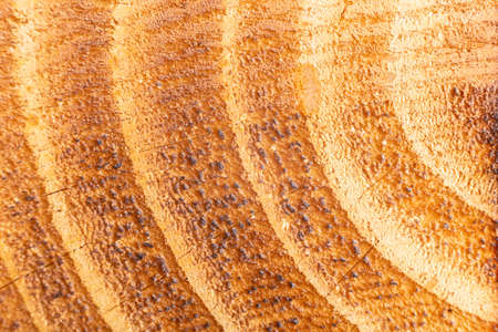 texture of ring in pine wood, close up