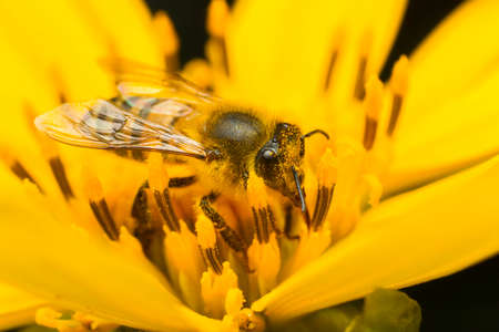 bee collecting honey on a yellow flower, close up.