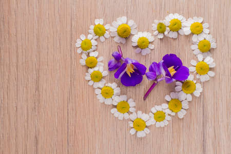 chamomile flowers on wooden backgroundの写真素材