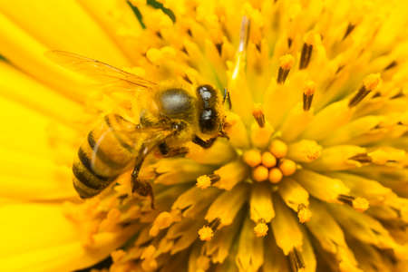 bee collecting honey on a yellow flower, close up.の写真素材