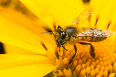 bee collecting honey on a yellow flower, close up.の写真素材