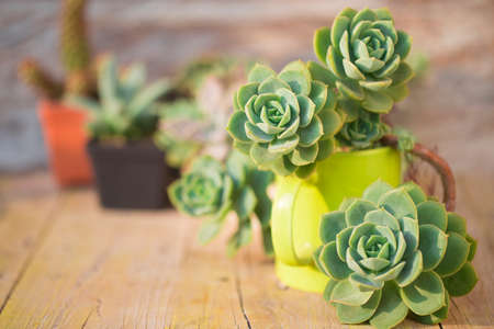 Collection of cacti and succulents on wood, close-up imageの写真素材
